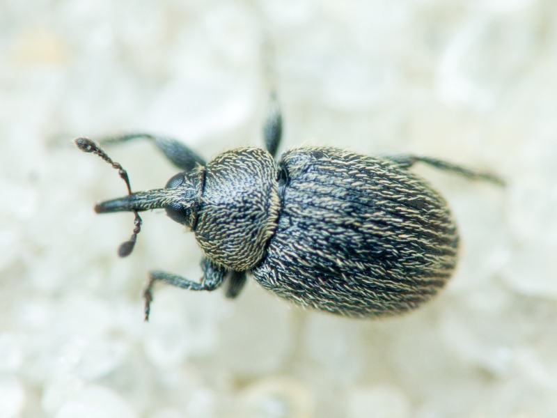 Rhinusa tetra (Fabricius, 1792)
